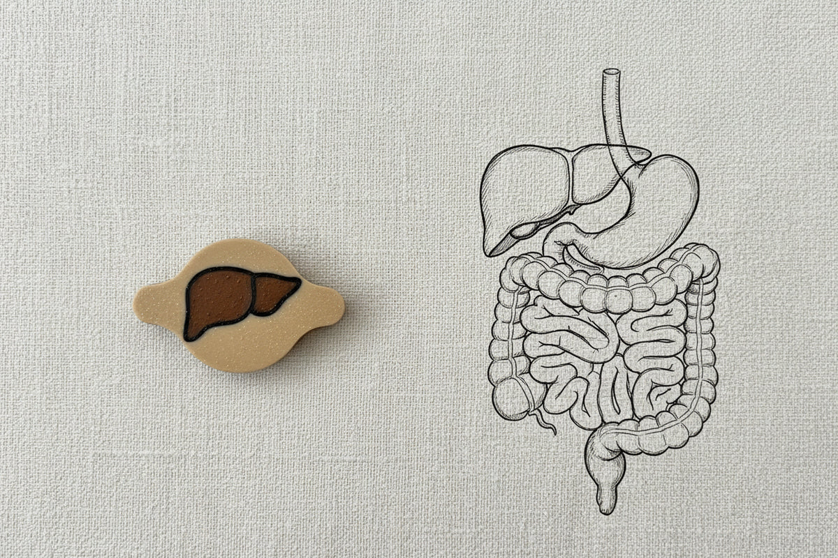 Liver-shaped AirTag holder next to a drawing of the digestive system